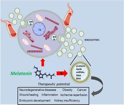 Exosomes and Melatonin: Where Their Destinies Intersect